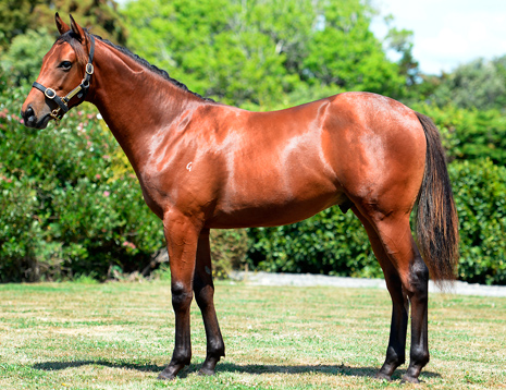 Huge Pedigree Update for Darci Brahma x Gifted Lass colt